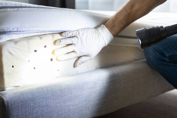 Best Pest Control Near Me  in Jurupa Valley, CA